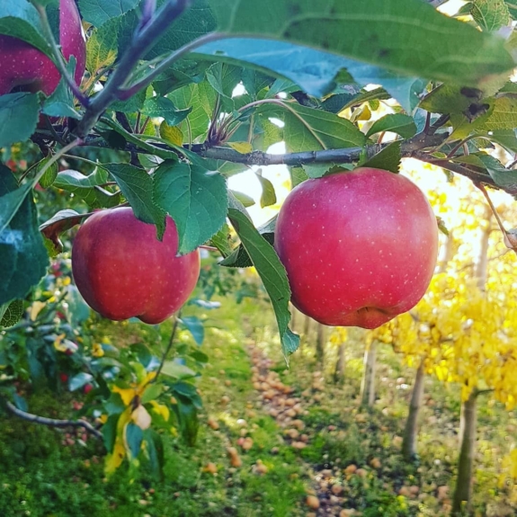 Autumn is apple and pear time in the valley, do we have been baking apple cakes and made a pear tartin.
When you come and visit you can try some local produce too!
Sadly roadside stalls are shut but a few of them are offering contactless delivery
What have you made with autumn produce?
